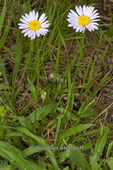 erigeron glacialis var glacialis 17 graphic